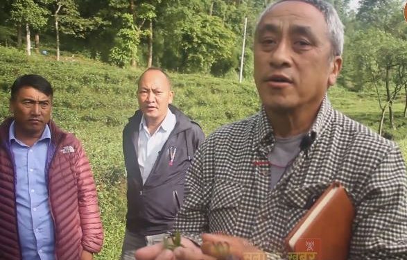 झन्डै १०० वर्ष पुरानो चियाको बोट, एकै पेशाबाट मनग्य आम्दानी गर्छन नरेन्द्र कुमार गुरुङ (हेर्नुहोस भिडियो)