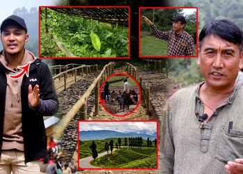 रामेछापको सुनापतिमा चिया खेतीको भब्य सुरुवात, स्थानीयले पाए रोजगार (भिडियो)