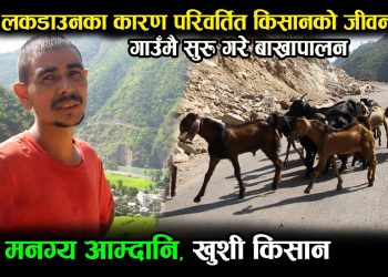 लकडाउनले सिकाएको पाठ : शहरबाट गाउँमै फर्किएर बाख्रापालनबाट मनग्य आम्दानी गर्दै यी युवक (भिडियो)