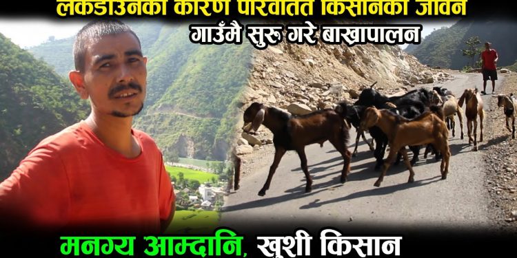 लकडाउनले सिकाएको पाठ : शहरबाट गाउँमै फर्किएर बाख्रापालनबाट मनग्य आम्दानी गर्दै यी युवक (भिडियो)