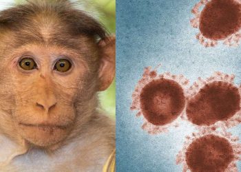 १२ देशमा मङ्कीपक्स रोगका ८०केस पुष्टि