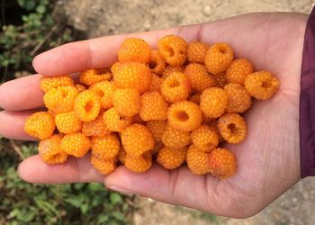 ऐँसेलु खाँदा बागलुङमा पाँच बालबालिका बिरामी