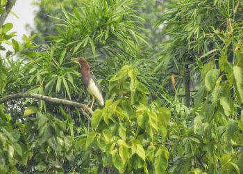 चितवनमा भेटियाे नयाँ प्रजातिको चरा