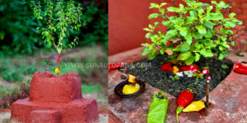 आज हरि बोधिनी एकादशी : घरमा रोपिएको तुलसीलाई दामोदरसँग विवाह गरिँदै