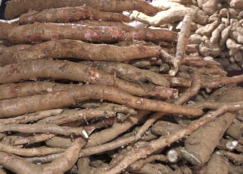 माघे संक्रान्ति नजिकिएसँगै तरुलको विक्री बढ्दै