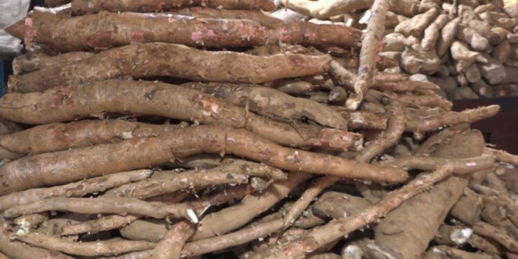 माघे संक्रान्ति नजिकिएसँगै तरुलको विक्री बढ्दै